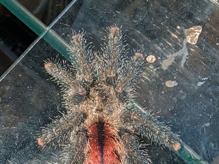 Spiders invertebrates Avicularia Juruensis - unsexed - Advert 1