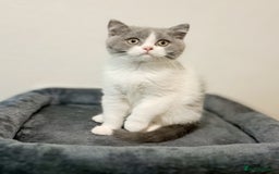 British Shorthair cats for sale: Gorgeous Blue Bicolour British Shorthair Male - Image 7