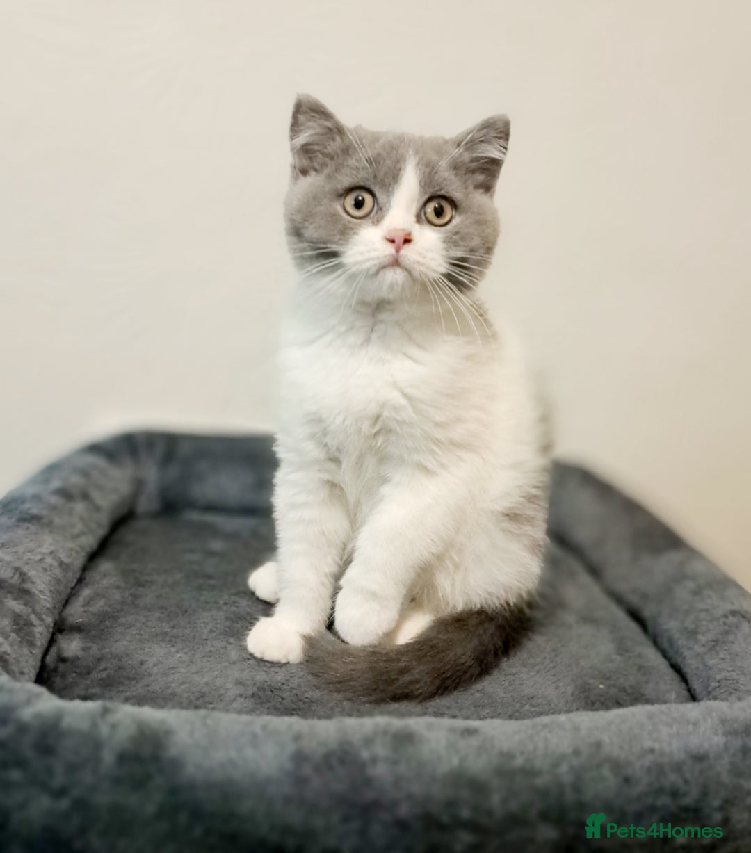 British Shorthair cats for sale: Gorgeous Blue Bicolour British Shorthair Male - Image 7