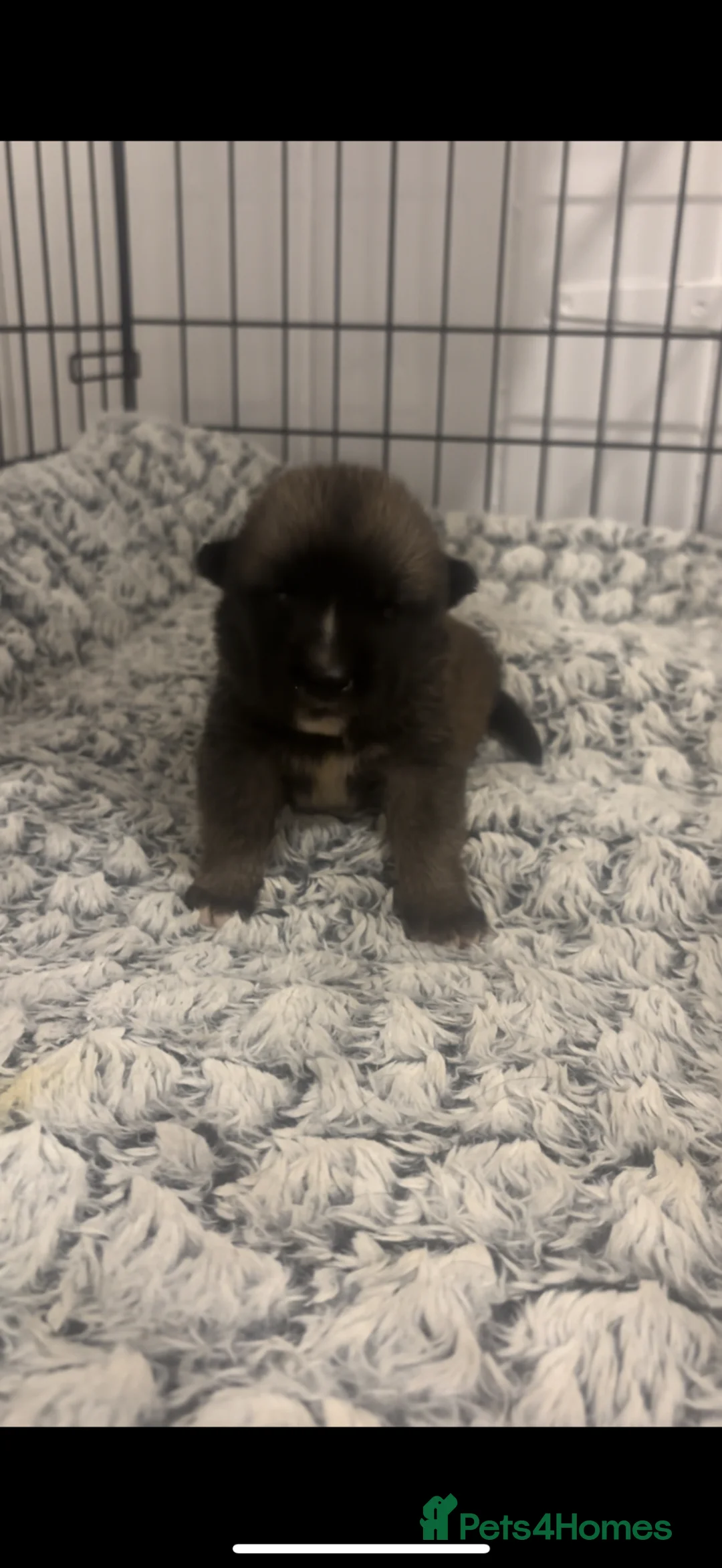 Mixed Breed dogs for sale: Gorgeous litter looking for their forever homes! in Ferryhill - Advert 2