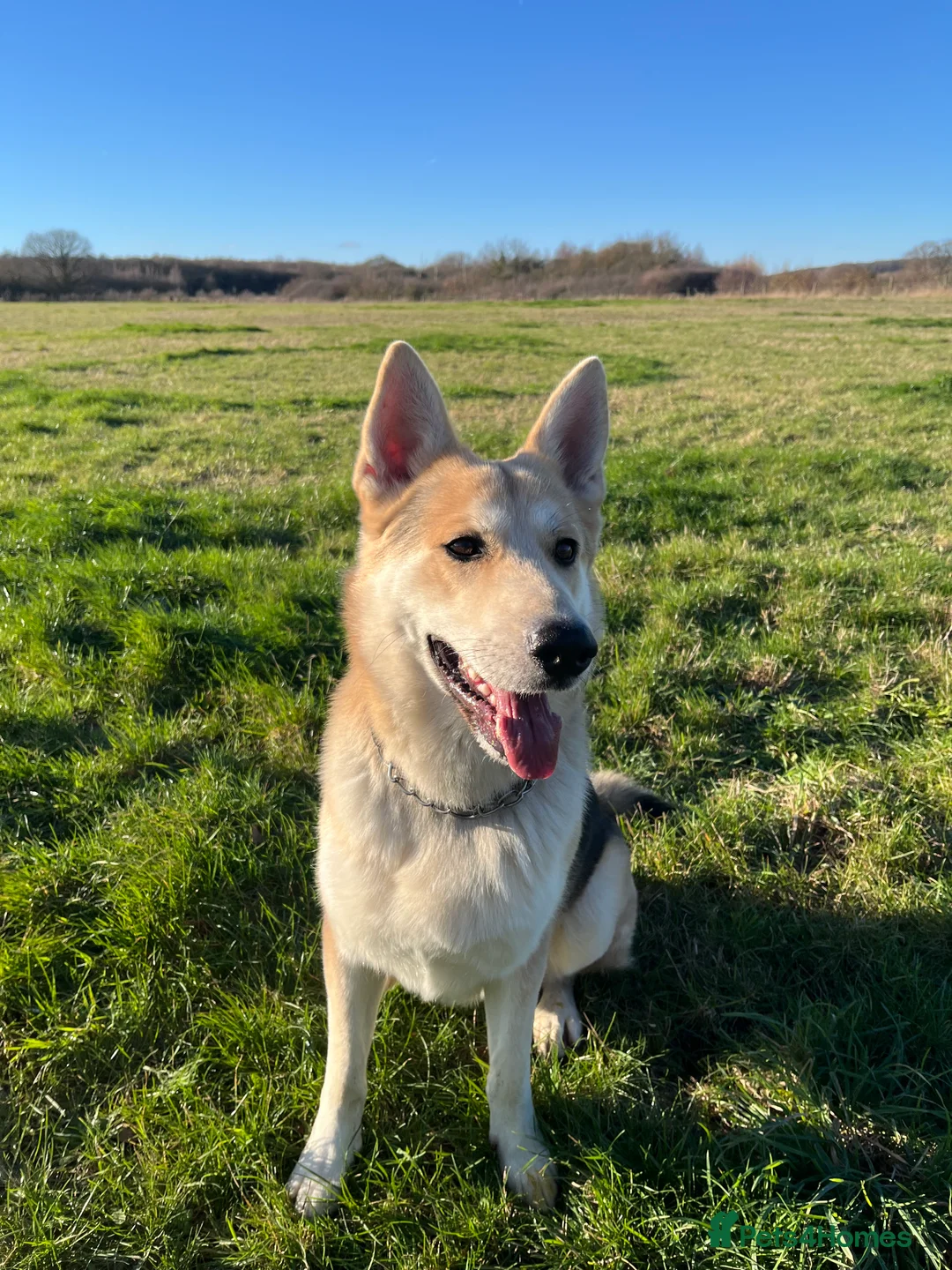 German Shepherd dogs for stud: Exceptional bi-coloured German Shepherd  - Advert 6