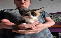 European cats for sale: Kittens for sale  - Image 2