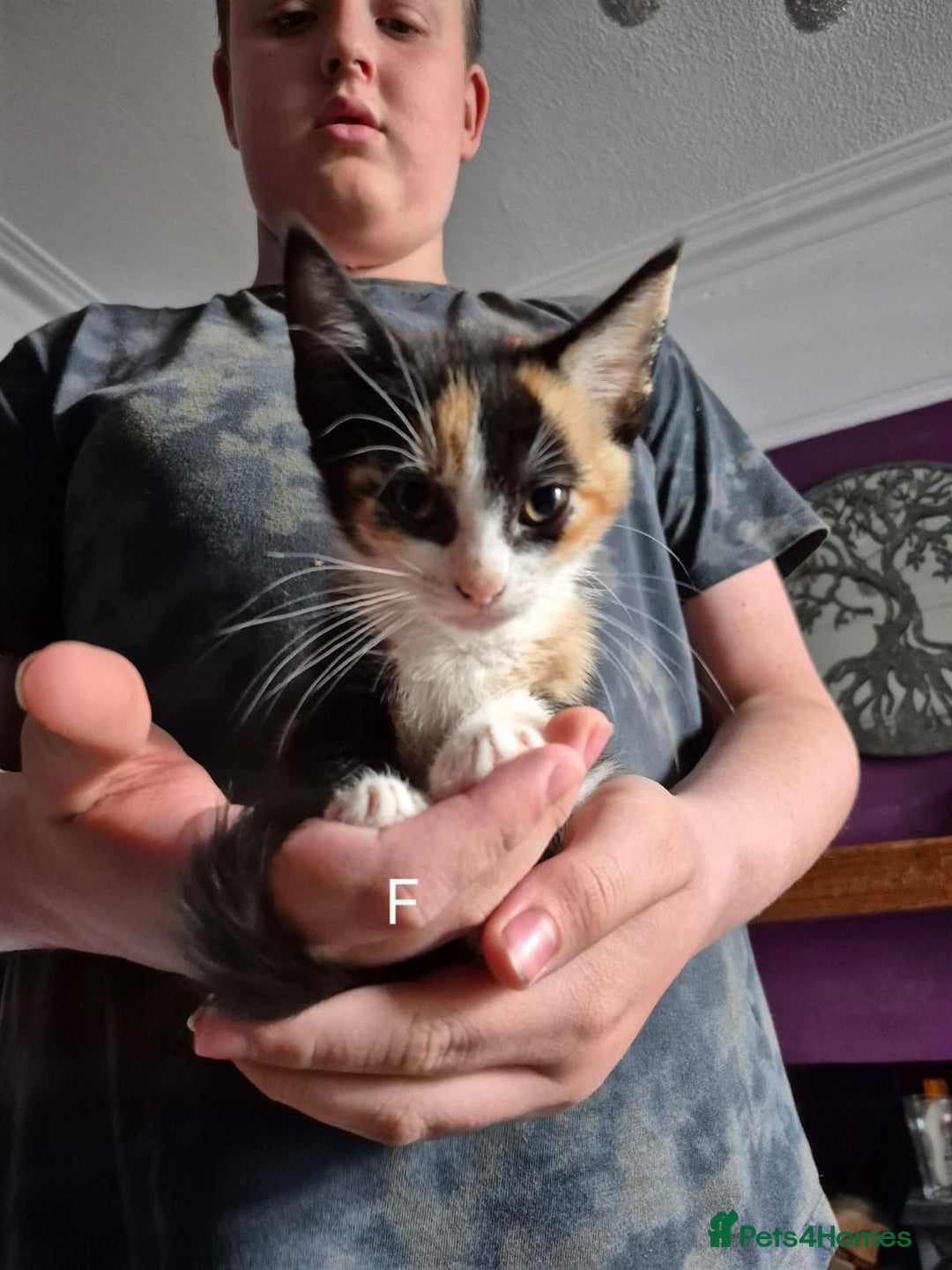 European cats for sale: Kittens for sale  - Image 2