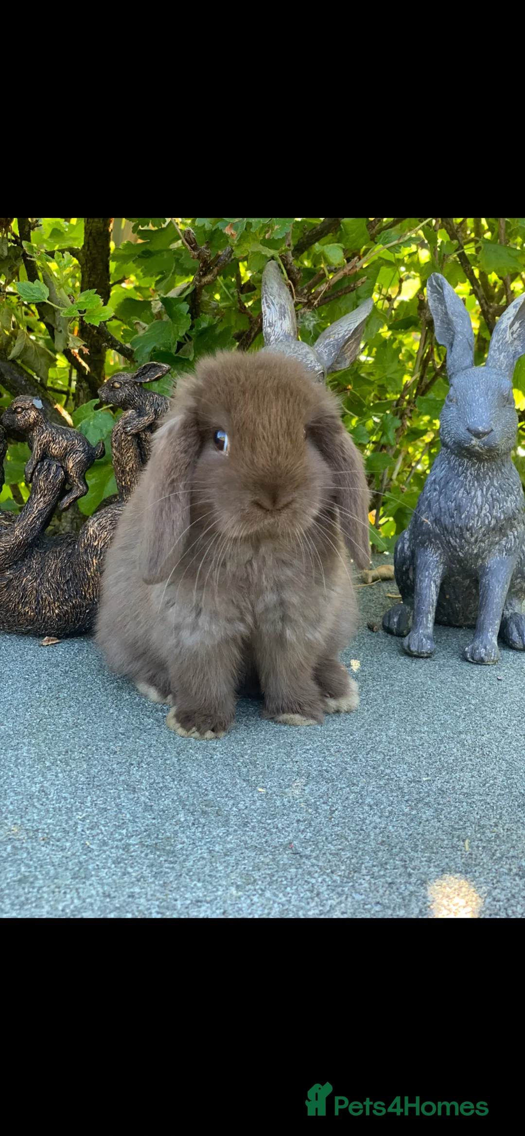 Mini Lop rabbits for sale: Baby Mini Lop Eared Rabbits- £80 Each - R/T/L Now - Advert 2