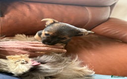 Mixed Breed dogs for sale: Tiny and beautiful  - Image 10