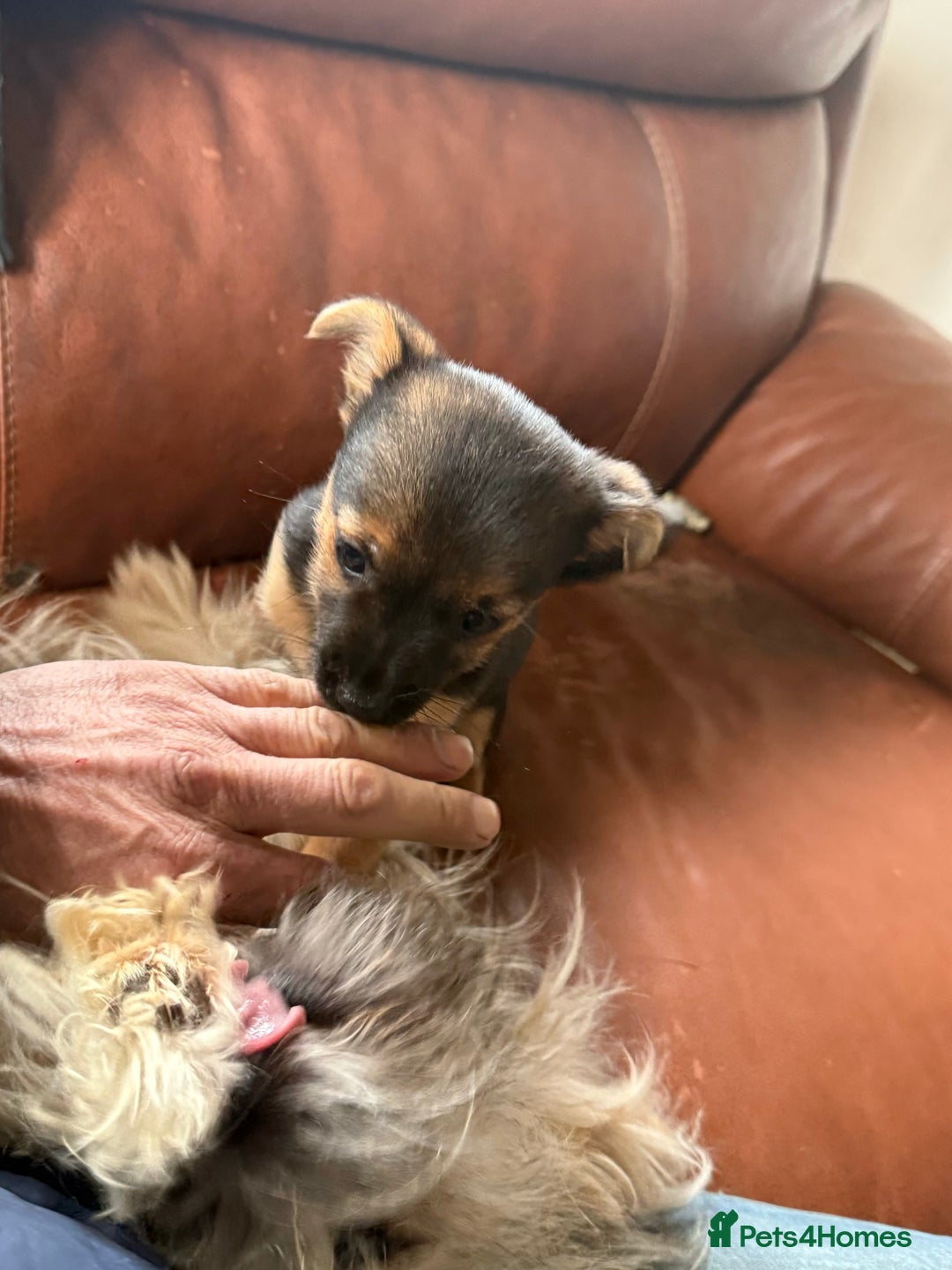 Mixed Breed dogs for sale: Tiny and beautiful  - Image 10