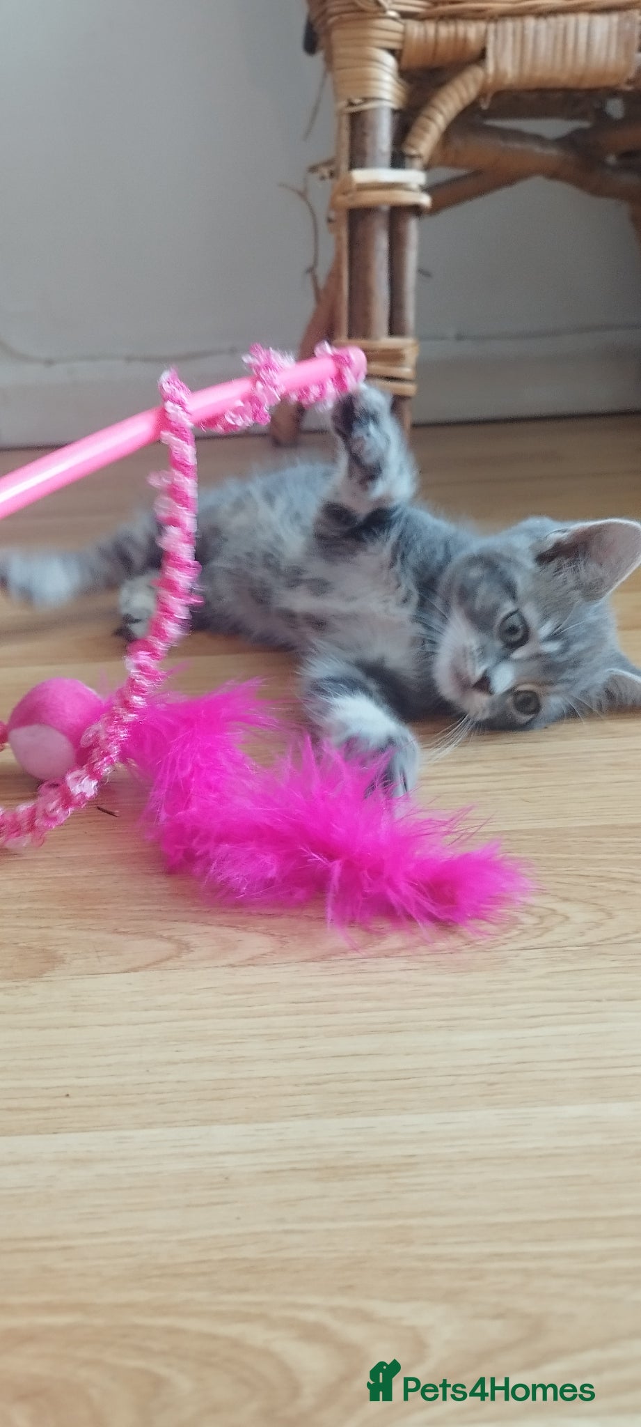 Mixed Breed cats Kitten for sale 🩷🩷 sweet girl  - Advert 2