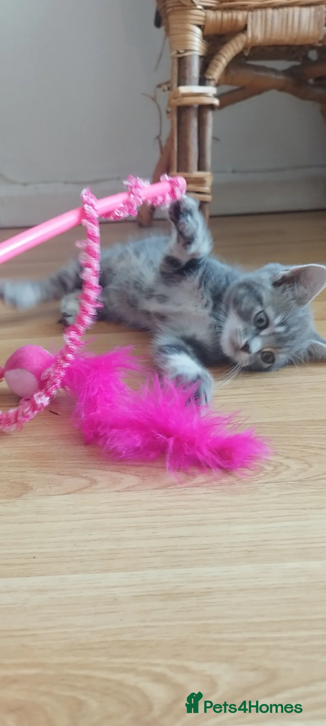 Mixed Breed cats for sale: Kitten for sale 🩷🩷 sweet girl  - Advert 1