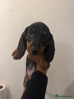 Dachshund dogs Miniature dachshund boy READY NOW - Advert 3