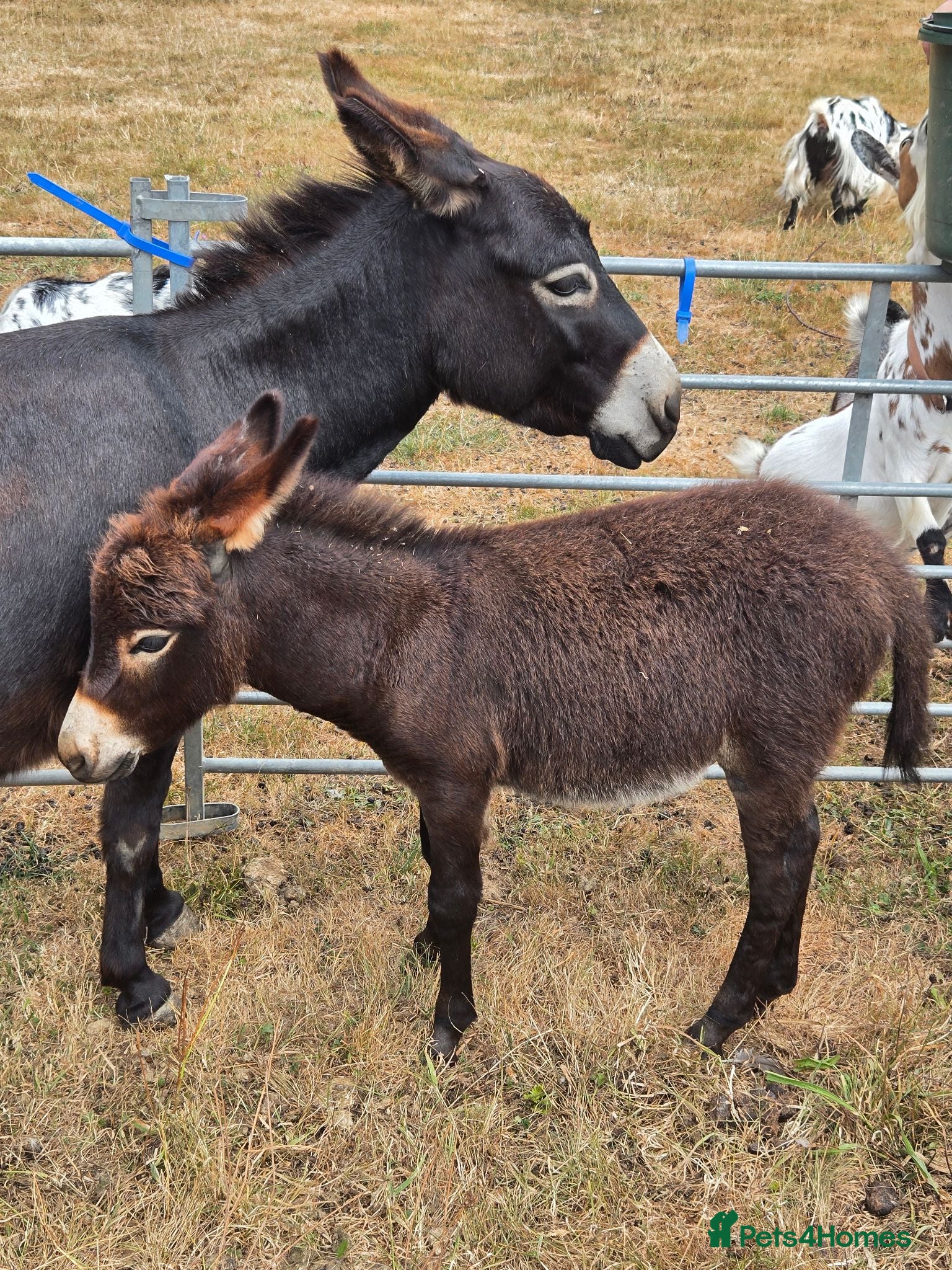 Donkey livestock Miniature Mediterranean Donkey Colt - Advert 18