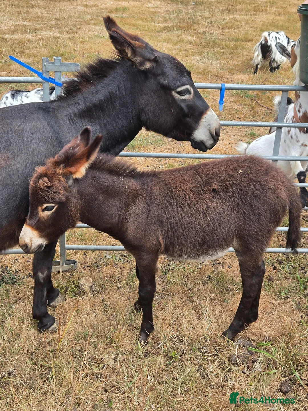 Donkey livestock for sale: Miniature Mediterranean Donkey Colt - Advert 1