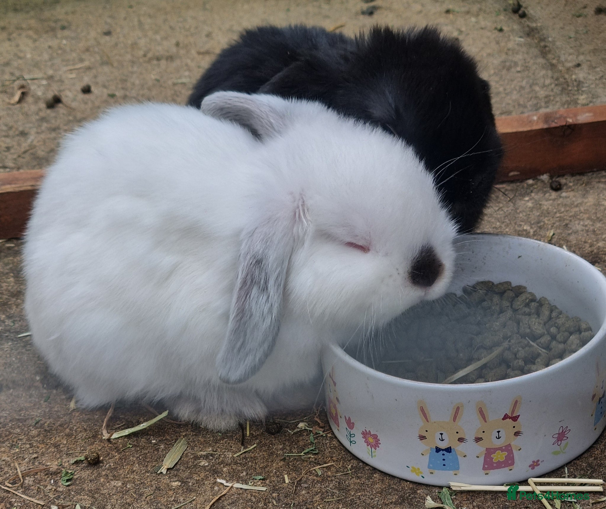Mini Lop rabbits READY NOW purebred boy mini lop - Advert 2