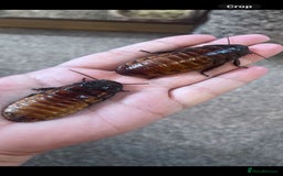 Snake reptiles for sale: Three Snakes + Madagascan Hissing Roaches - Image 18
