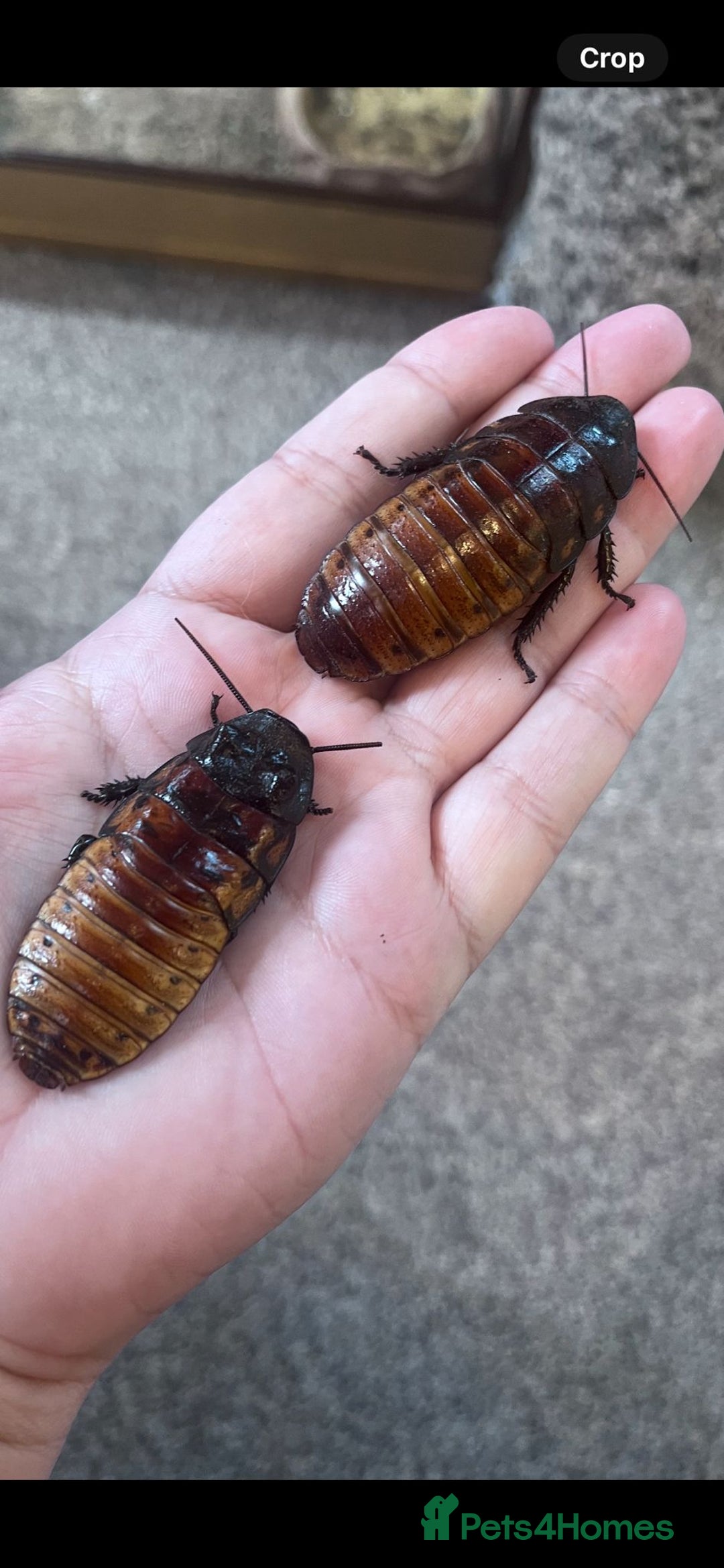 Snake reptiles for sale: Three Snakes + Madagascan Hissing Roaches - Image 18