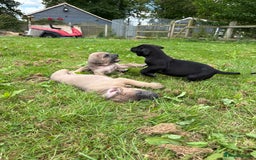 Cane Corso dogs for sale: Beautiful cane Corso puppies  - Image 21