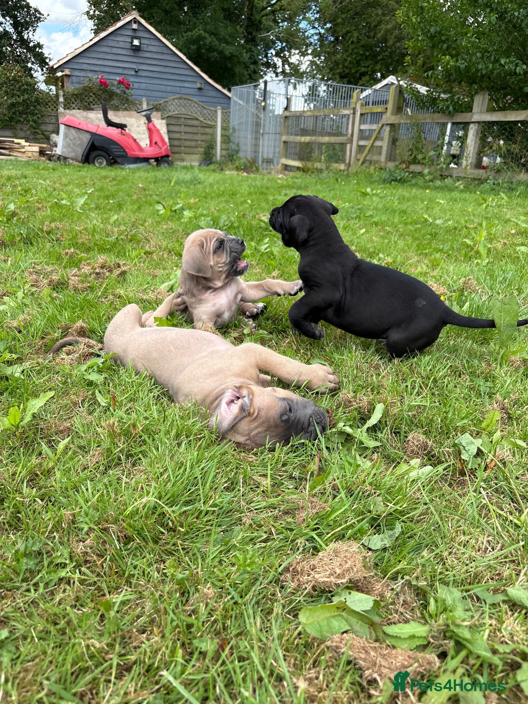 Cane Corso dogs for sale: Beautiful cane Corso puppies  - Image 21