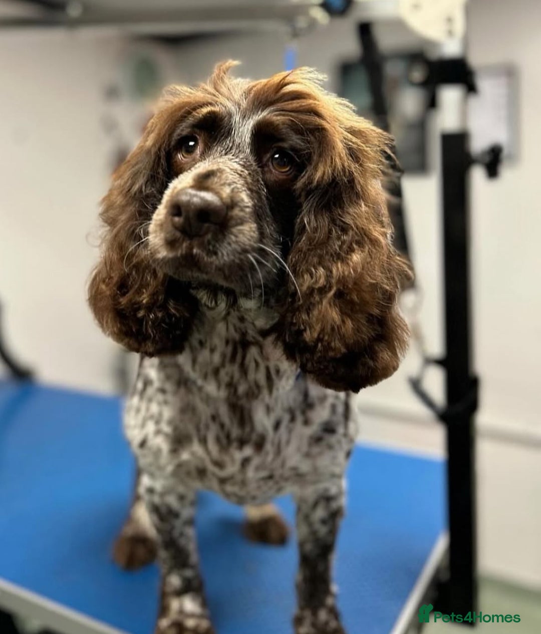 Cocker Spaniel dogs for sale: 5 Male 1 Female Pedigree Cocker Spaniel Puppy’s  - Image 6