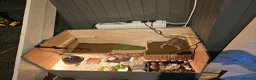 Tortoise reptiles for sale: Horsefield tortoise  in Livingston - Advert 3