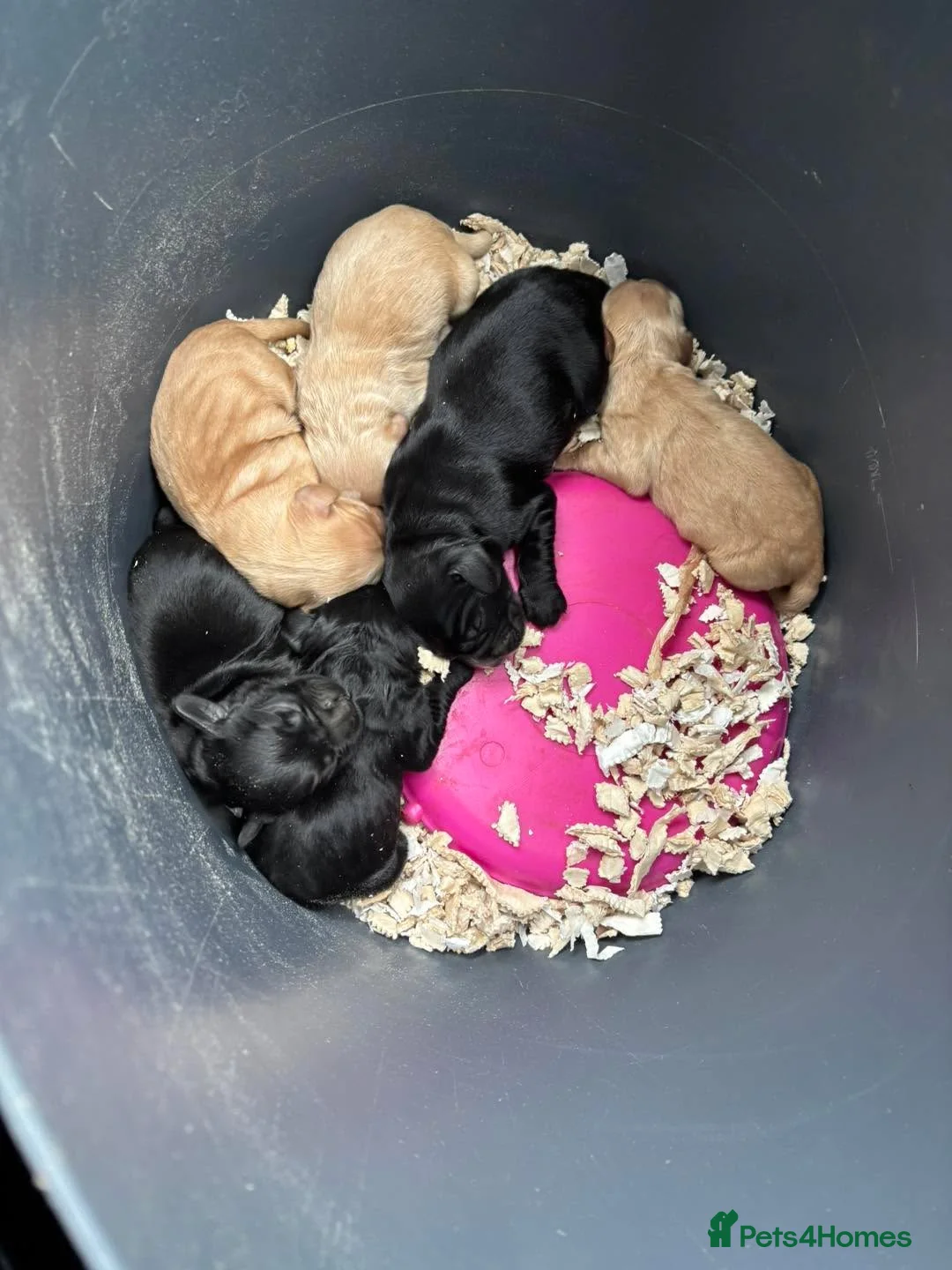 Cocker Spaniel dogs for stud: Shug - Fully Health Tested Gold WCS Stud - Advert 6