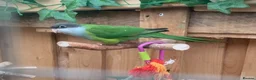 Parakeets birds for sale: Sierra parakeets hand reared silly tame  in ELY - Advert 2