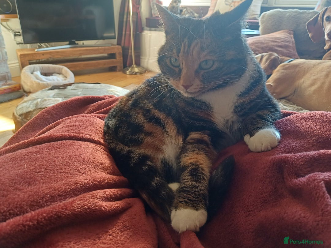 Mixed Breed cats for sale: 6 Lovely and Friendly Cats - Different colours - Advert 9