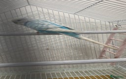 Budgerigars birds for sale: Budgie and cage for sale  - Image 3