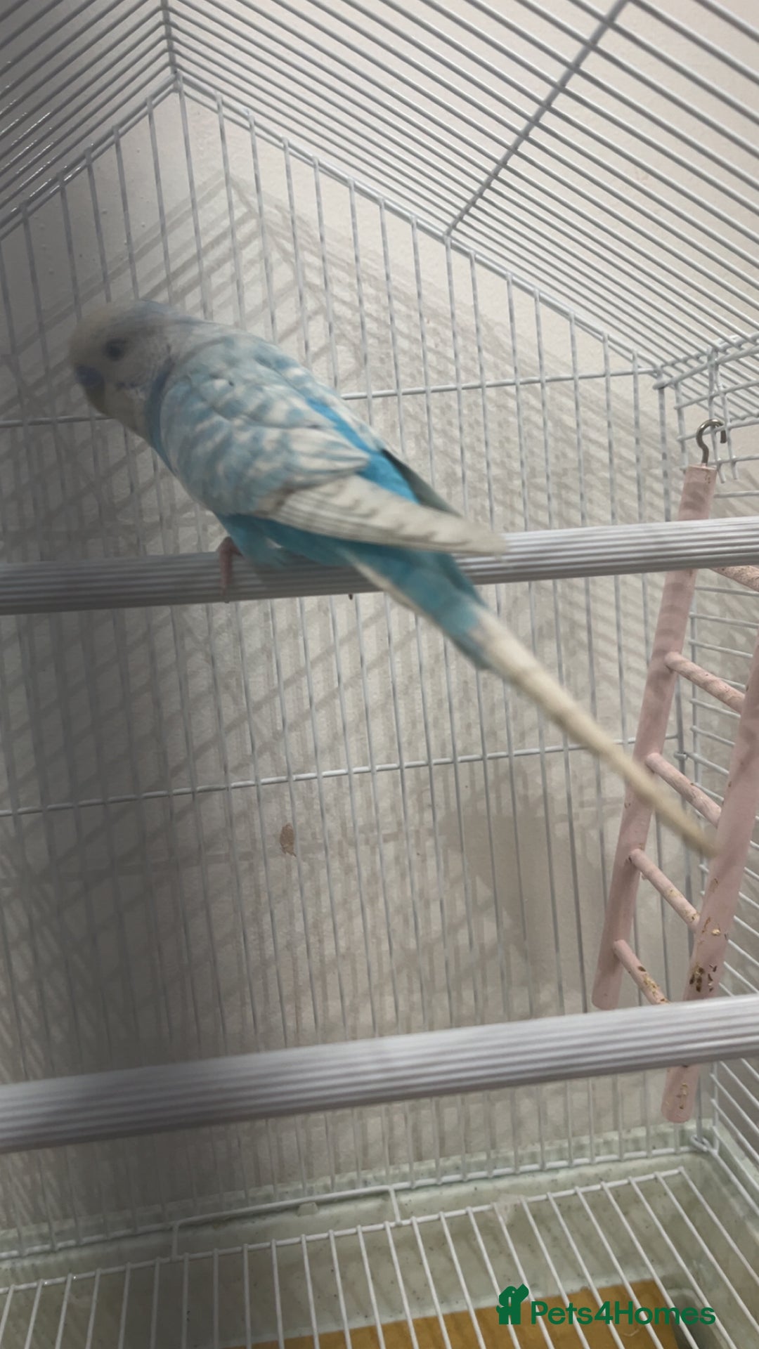 Budgerigars birds for sale: Budgie and cage for sale  - Image 3