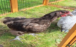 Chickens poultry for sale: Orpington cockerels  - Image 2