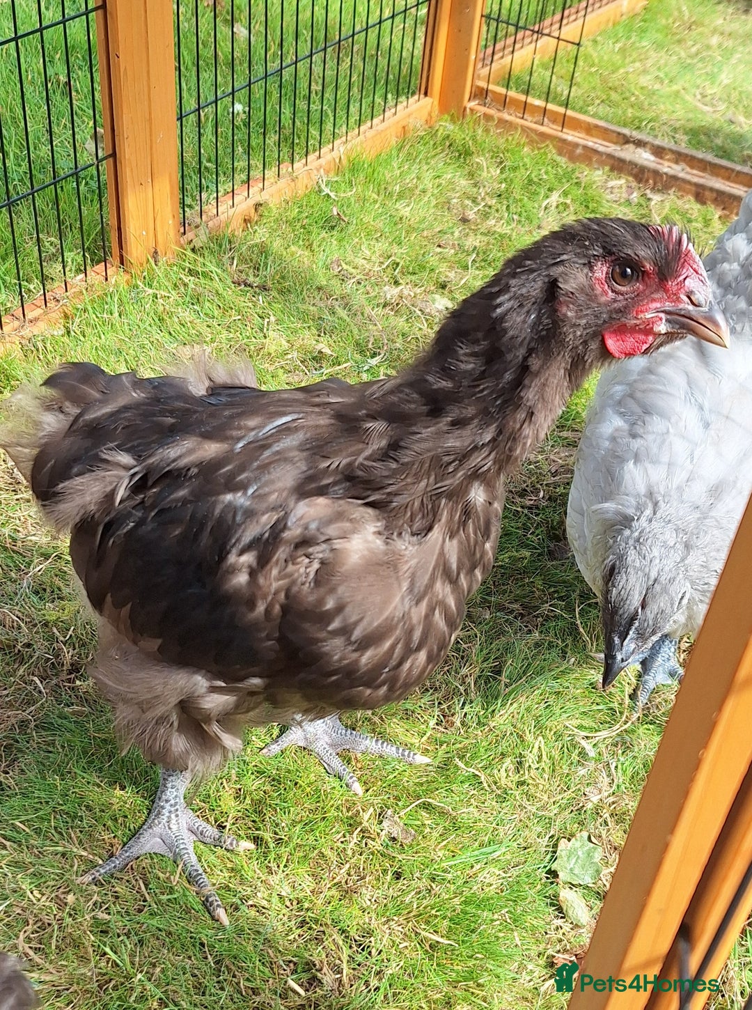 Chickens poultry for sale: Orpington cockerels  - Image 2
