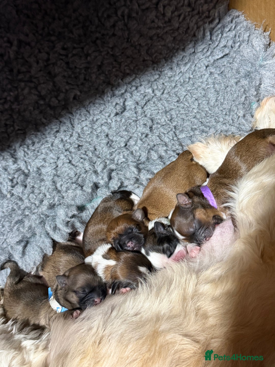 Shih Tzu dogs for sale: Shih Tzu puppy’s  - Advert 12