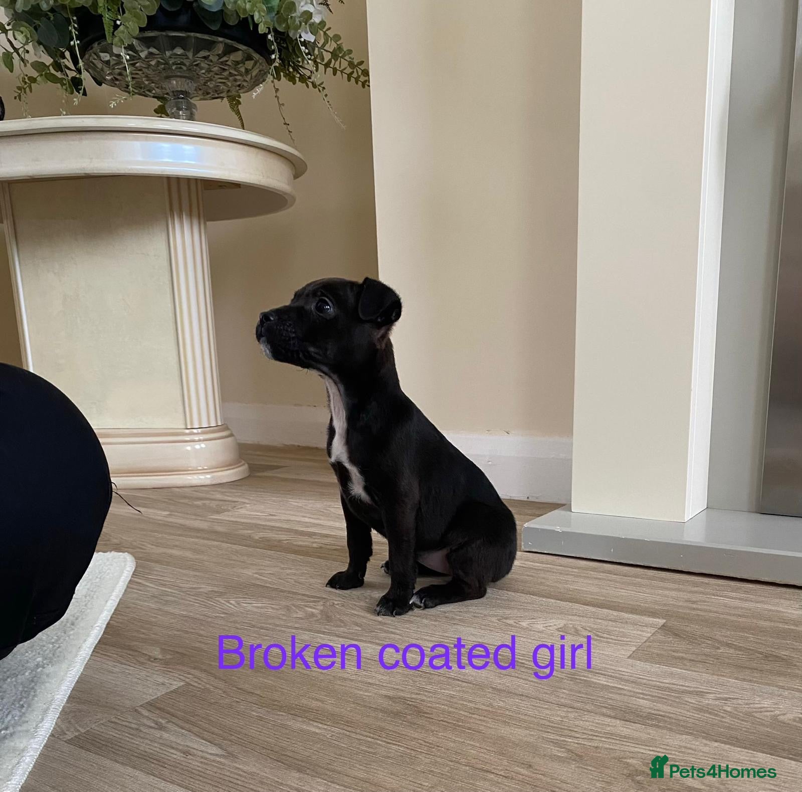 Patterdale Terrier dogs Beautiful Patterdale terriers  - Advert 1