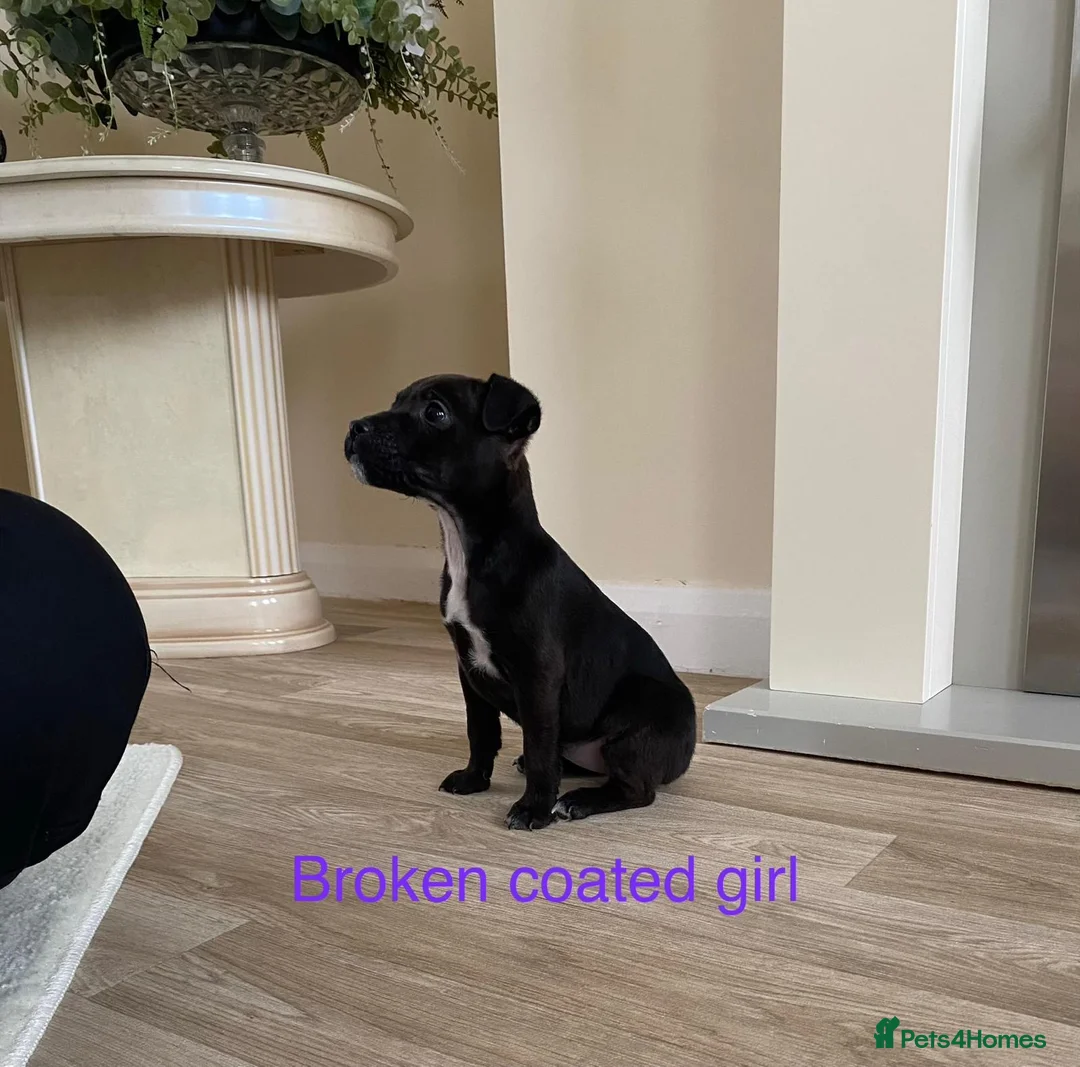 Patterdale Terrier dogs for sale: Beautiful Patterdale terriers  - Advert 1