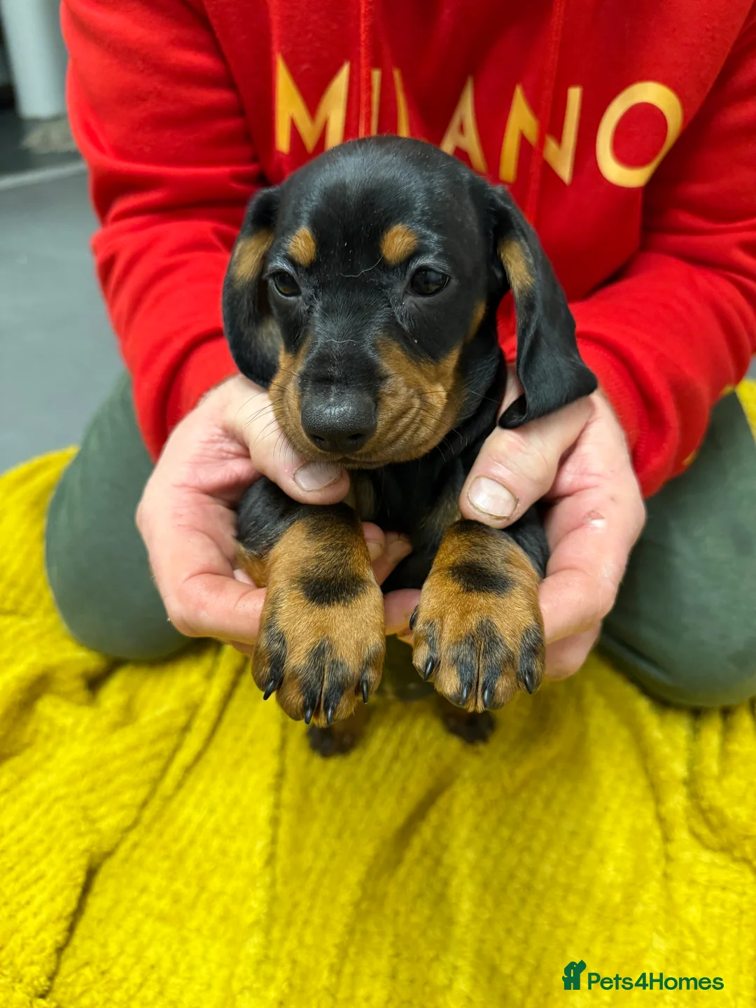 Dachshund dogs for sale: Dachshund girls for sale - Advert 5