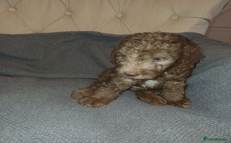 Bedlington Terrier dogs - Advert 1