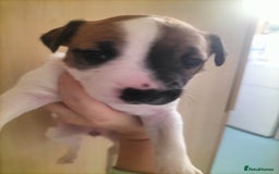 Mixed Breed dogs for sale: Cute litter of puppys - Image 11