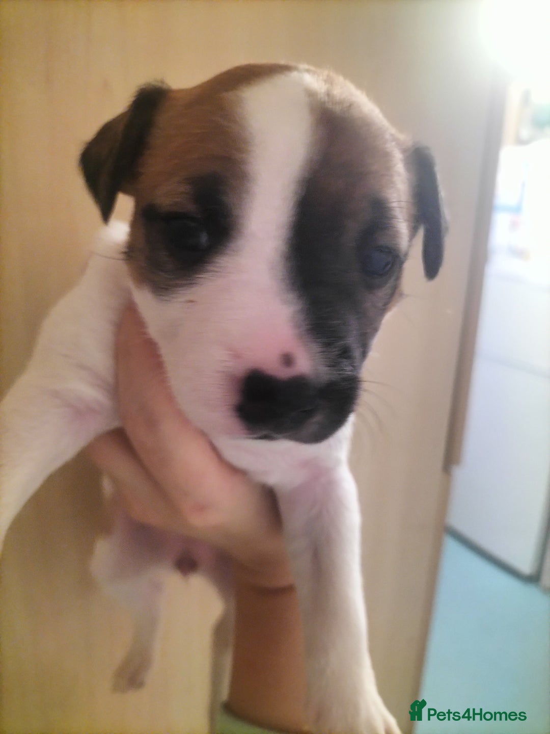 Mixed Breed dogs for sale: Cute litter of puppys - Image 11