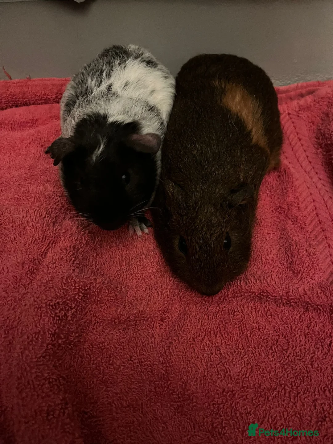 Guinea Pig rodents for sale: Skinny pigs and Guinea pigs £70 for group of four - Advert 2