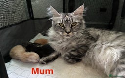 Maine Coon cats for sale: 3 beautiful Maine coon kittens  - Image 10