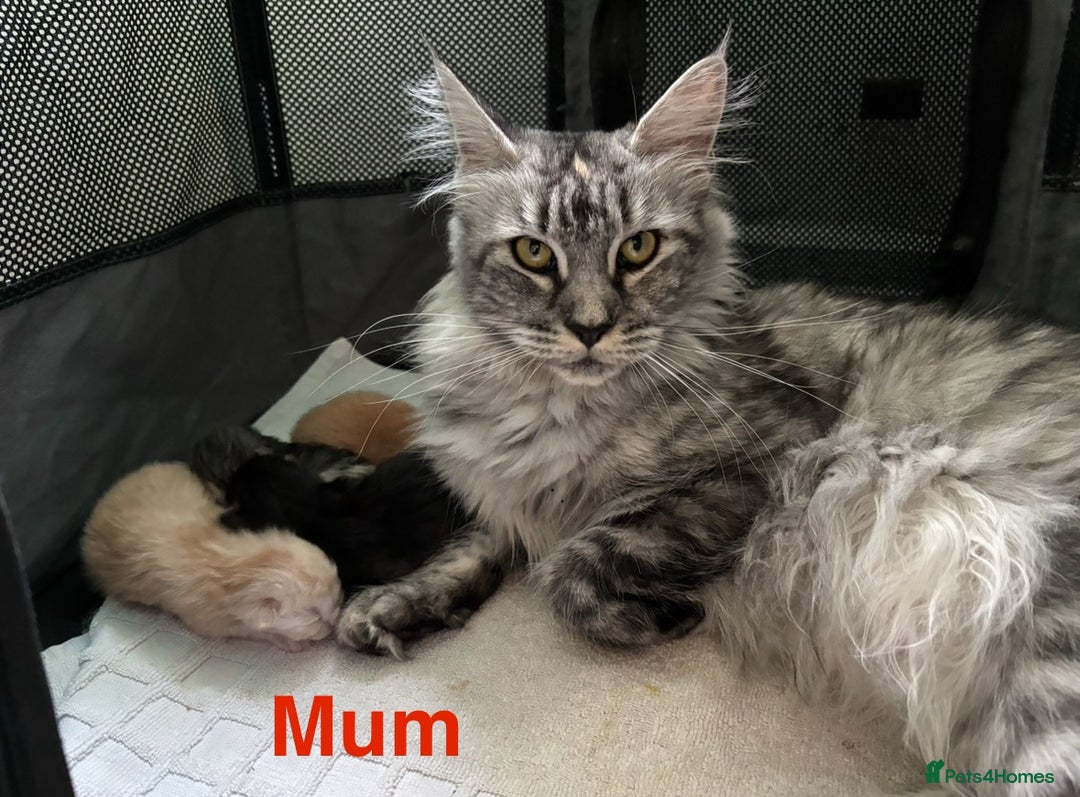 Maine Coon cats for sale: 3 beautiful Maine coon kittens  - Image 10