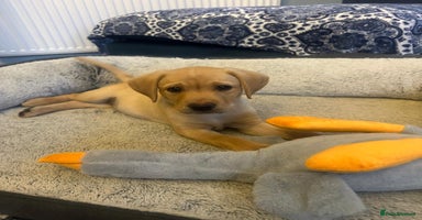 Labrador Retriever dogs in Blackpool - Advert 13