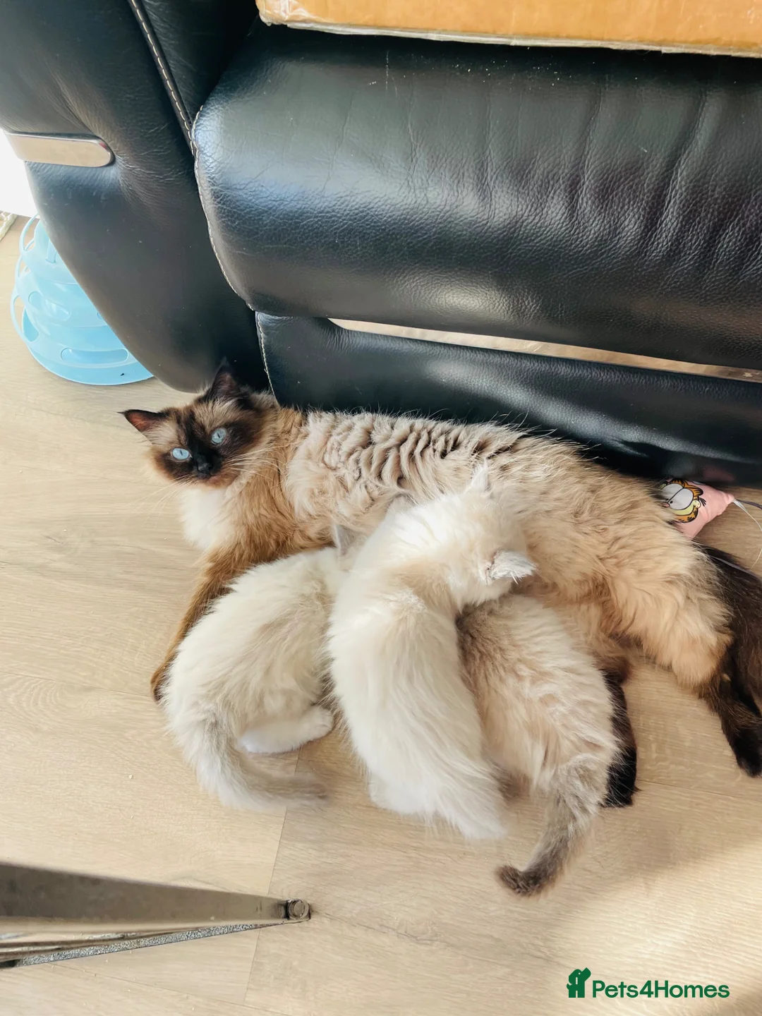 Ragdoll cats for sale: Three beautiful baby boy ragdoll’s - Advert 1