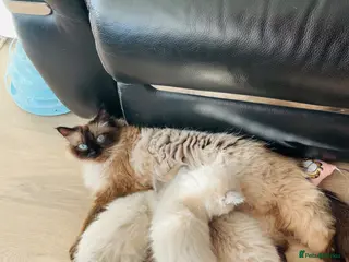 Ragdoll cats Three beautiful baby boy ragdoll’s - Advert 3