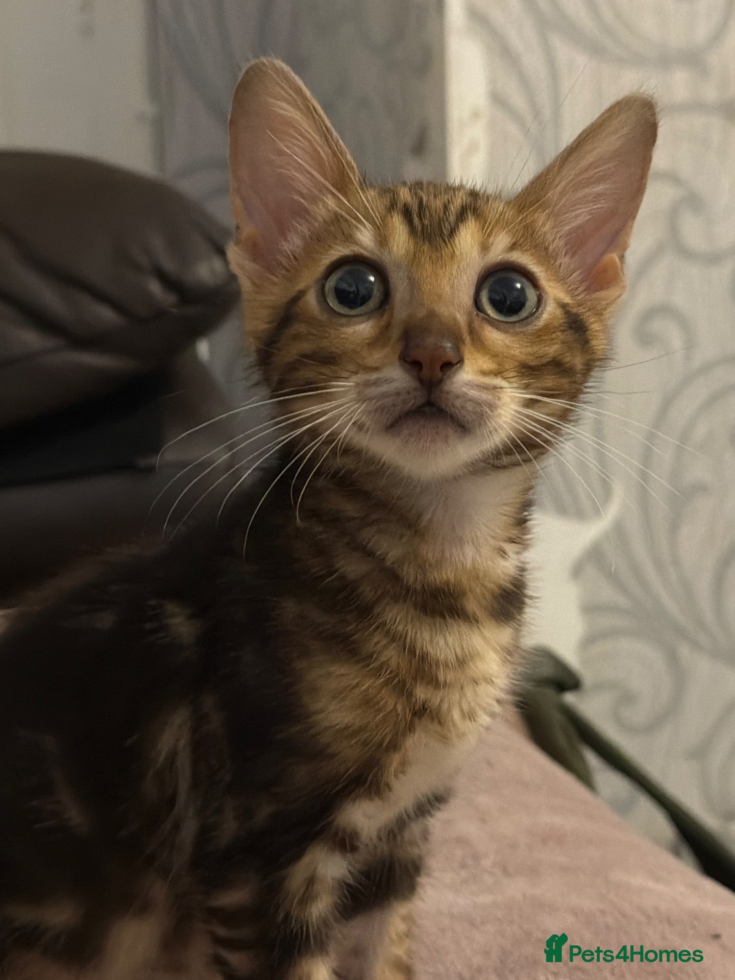 Bengal cats Beautiful marble Bengal  - Advert 18