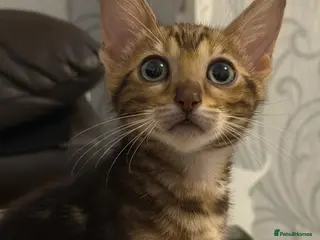Bengal cats Beautiful marble Bengal - Advert 18