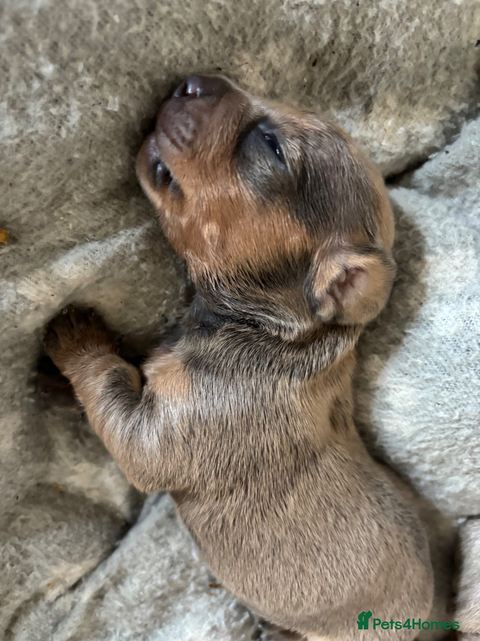 Dachshund dogs Beautiful dacshund puppies for sale - Advert 12