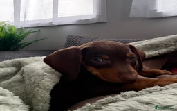 Dachshund dogs for sale: Honey and Mapple  - Image 4