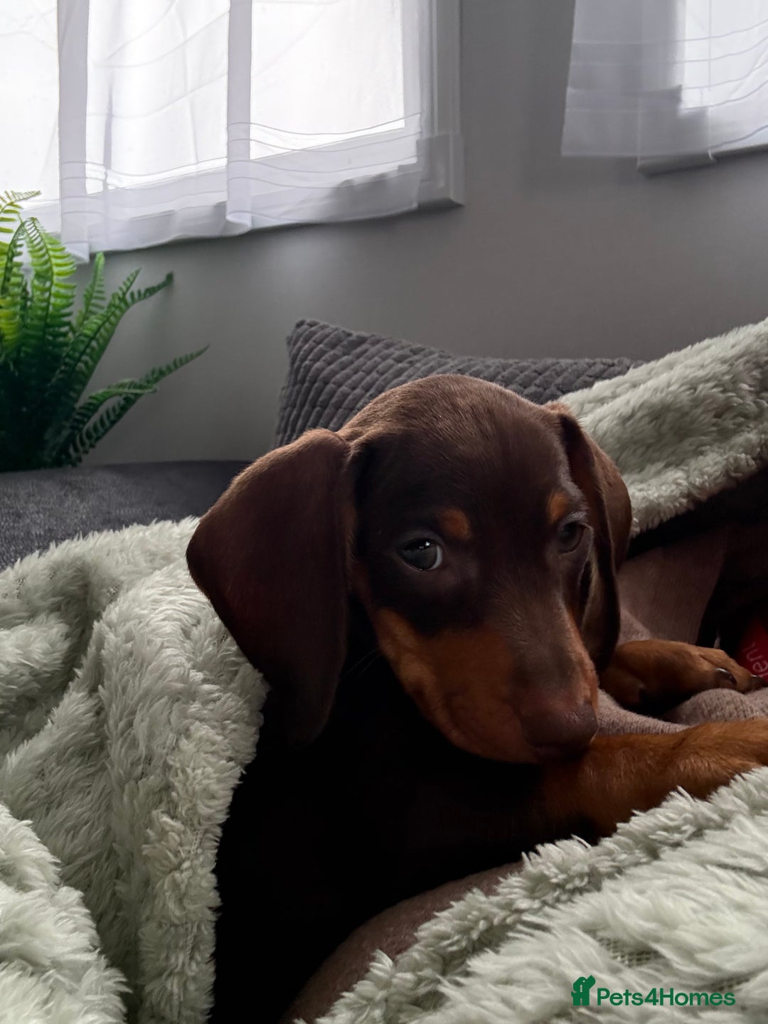 Dachshund dogs for sale: Honey and Mapple  - Image 4