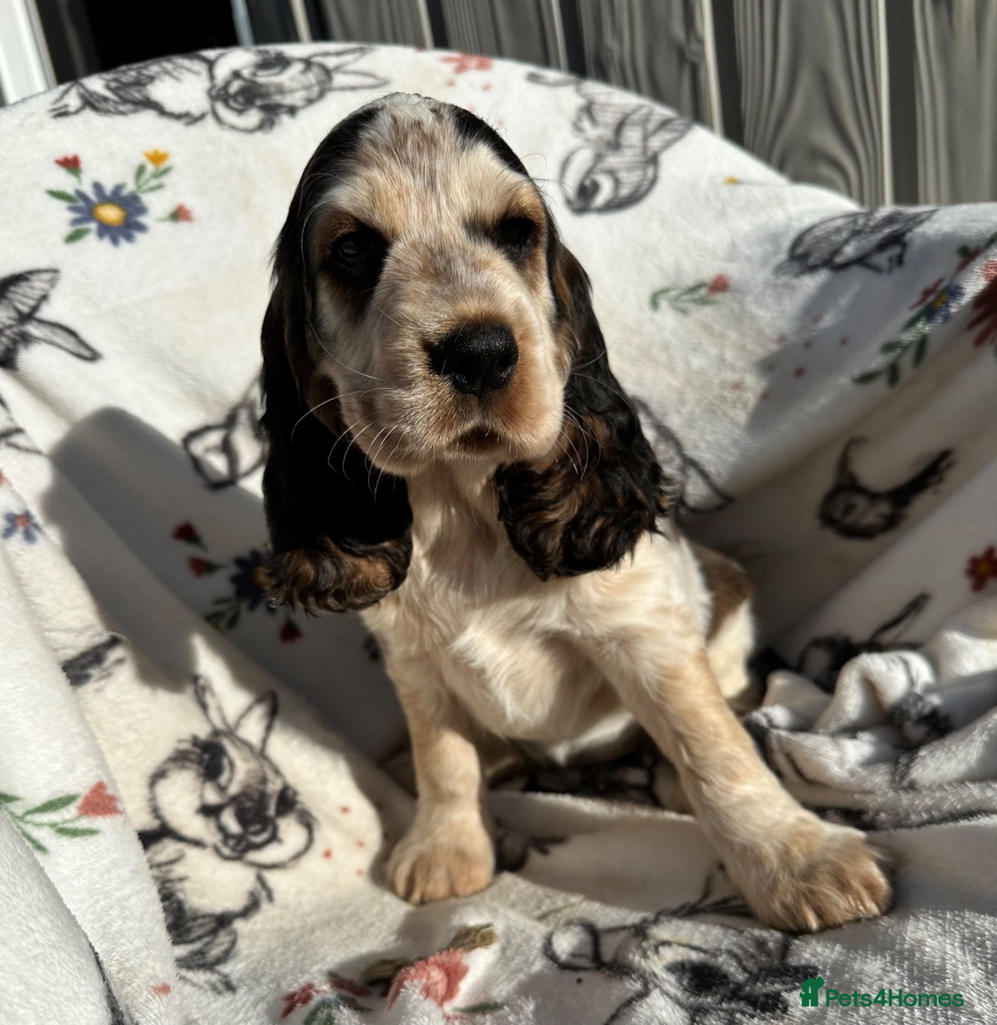Cocker Spaniel dogs *1 GIRL* KC Health Tested Show Cocker Spaniels - Advert 2