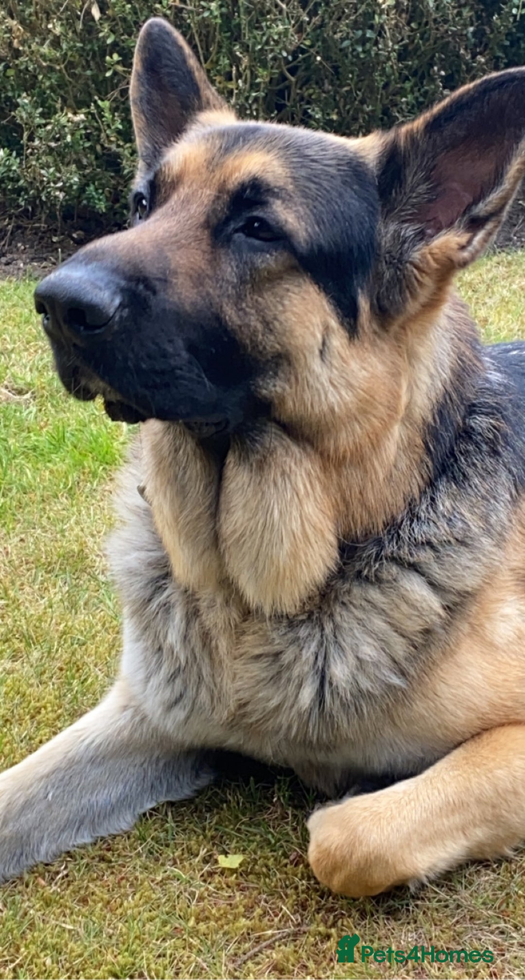 German Shepherd dogs for stud: Gorgeous Pure German Shepherd Stud - Advert 6
