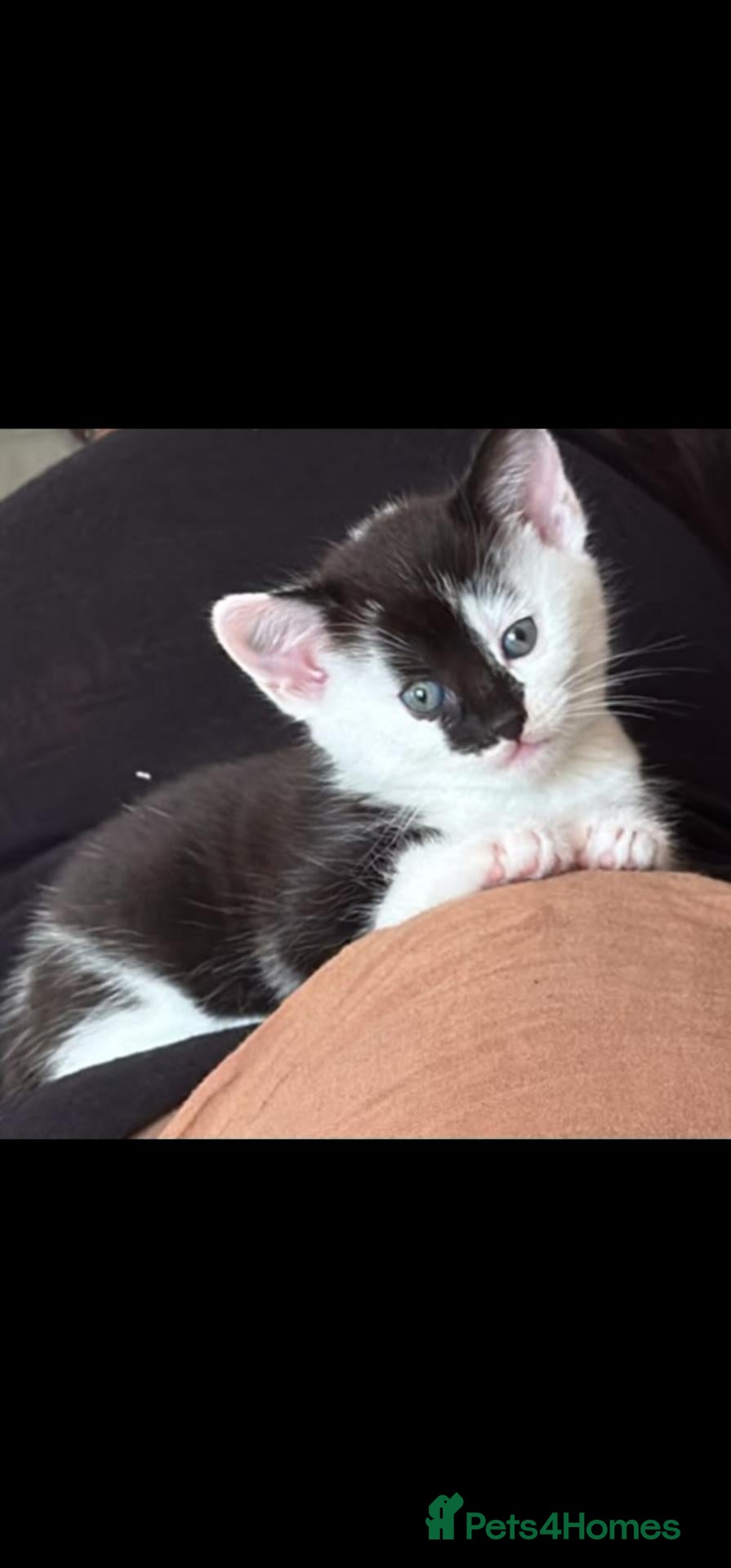 Mixed Breed cats Beautiful Half-Ragdoll Kittens – Loving & Playful - Advert 16
